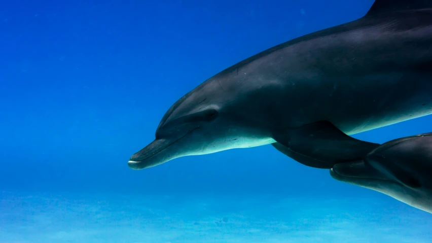 two dolphins swimming underwater next to each other