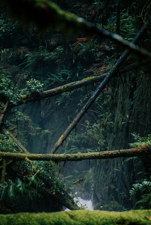 the lush green forest has many small waterfalls