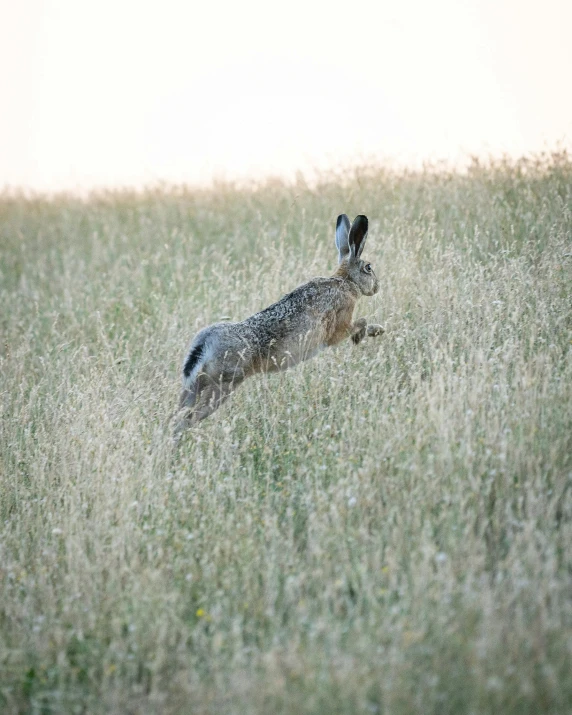 a large rabbit runs across a field