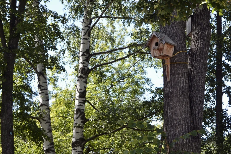 there is a bird house hanging on the tree in the woods