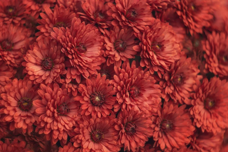 an arrangement of beautiful red flowers in closeup