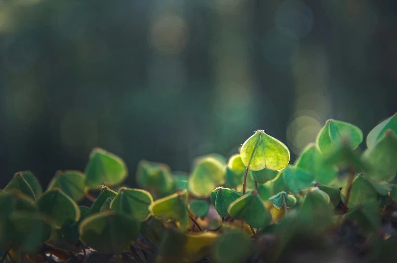 small leafy plants on the ground with blurred background