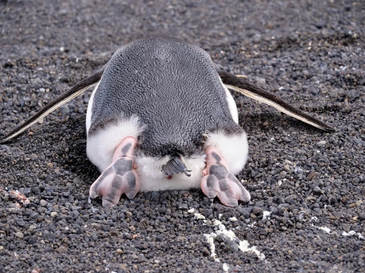 an odd looking penguin walking through the dirt
