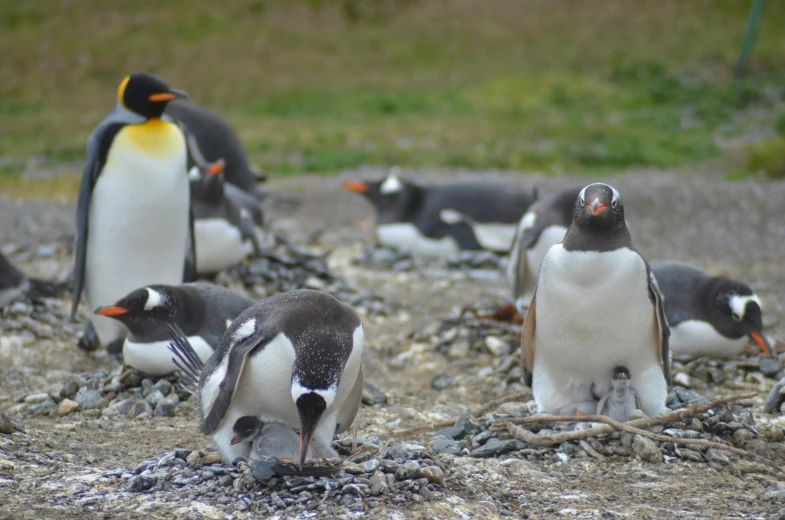 there are several penguins sitting together in the sand