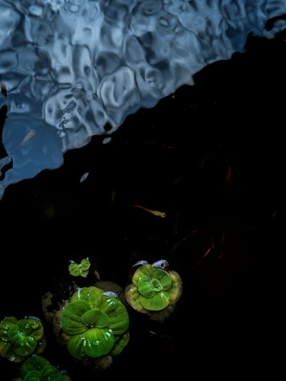 an image of water plants in the dark