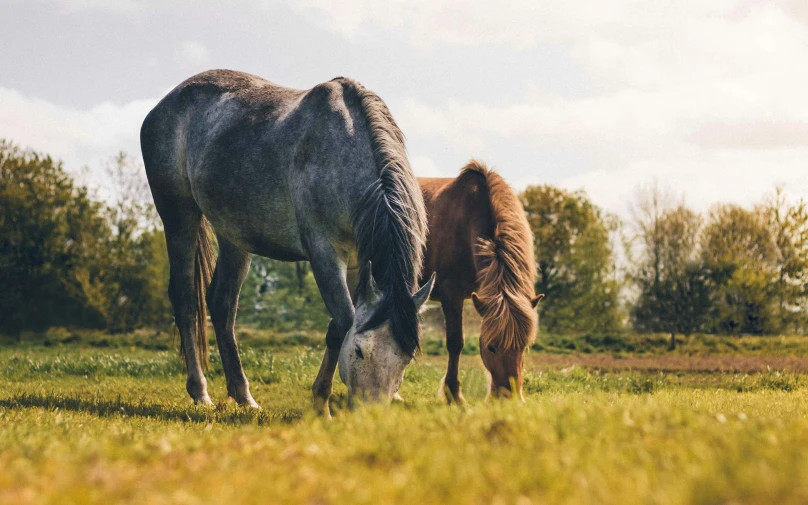 two horses grazing on green grass in a field