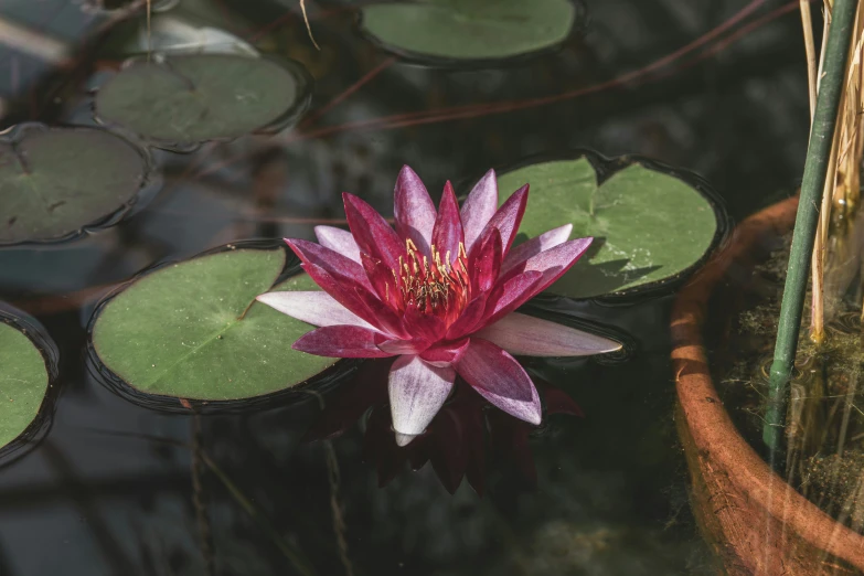 a waterlily in a small brown pot on a leafless surface