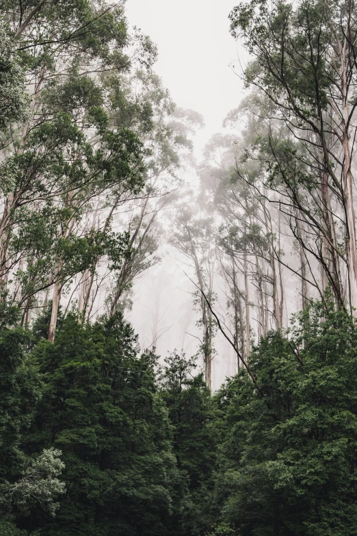 trees that are in the middle of the woods