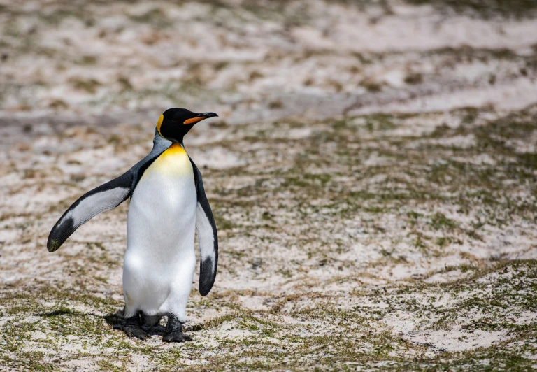 the penguin walks across the grass next to the ground