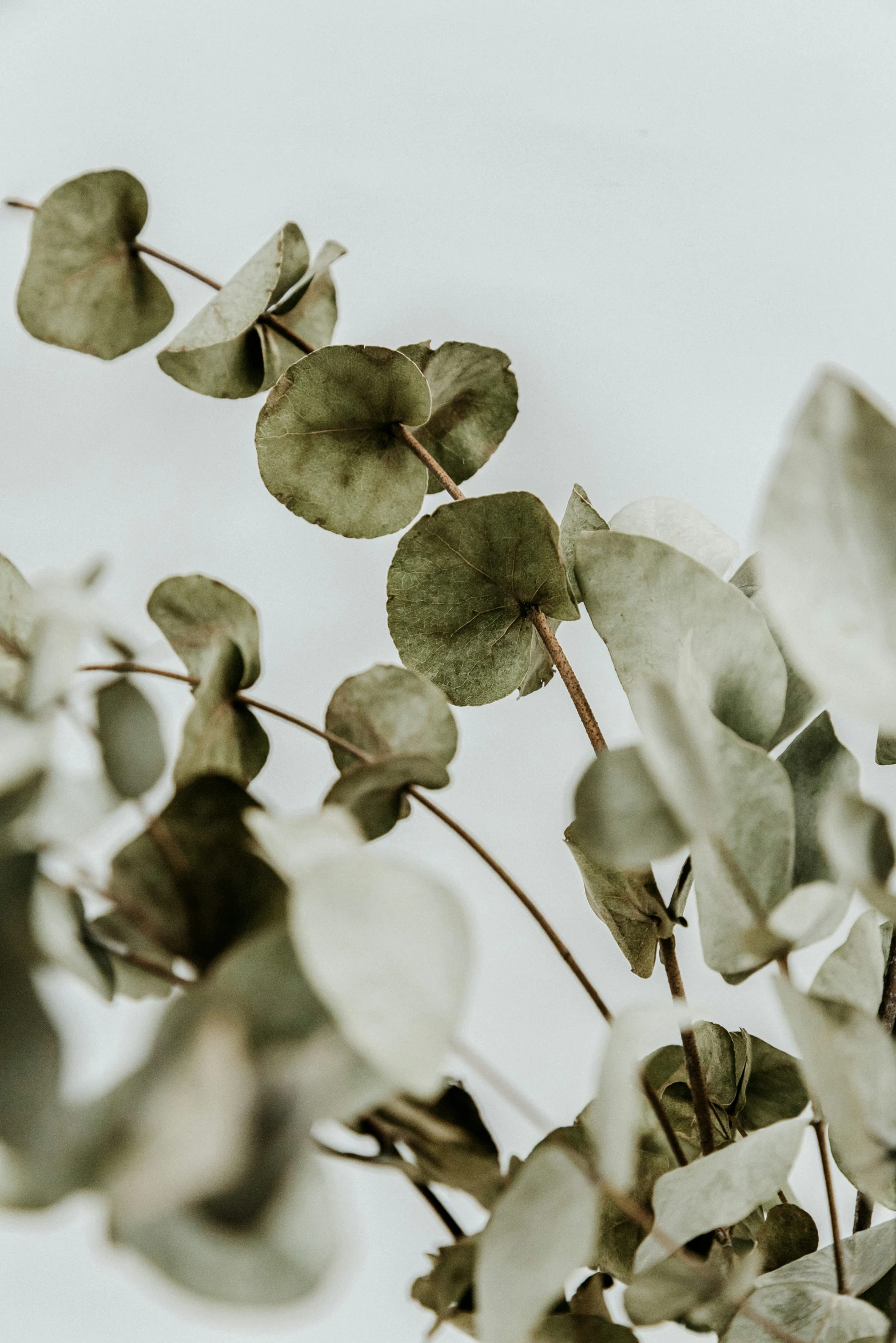 a bunch of green leaves on top of each other