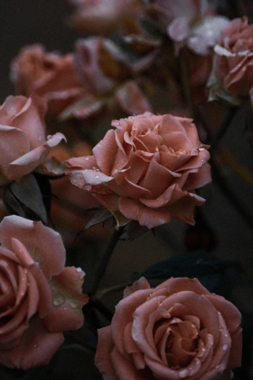 pink flowers growing on top of a leafy plant