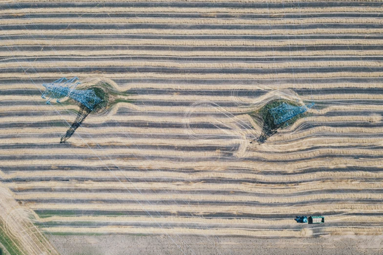 two small flower heads that are on the sand