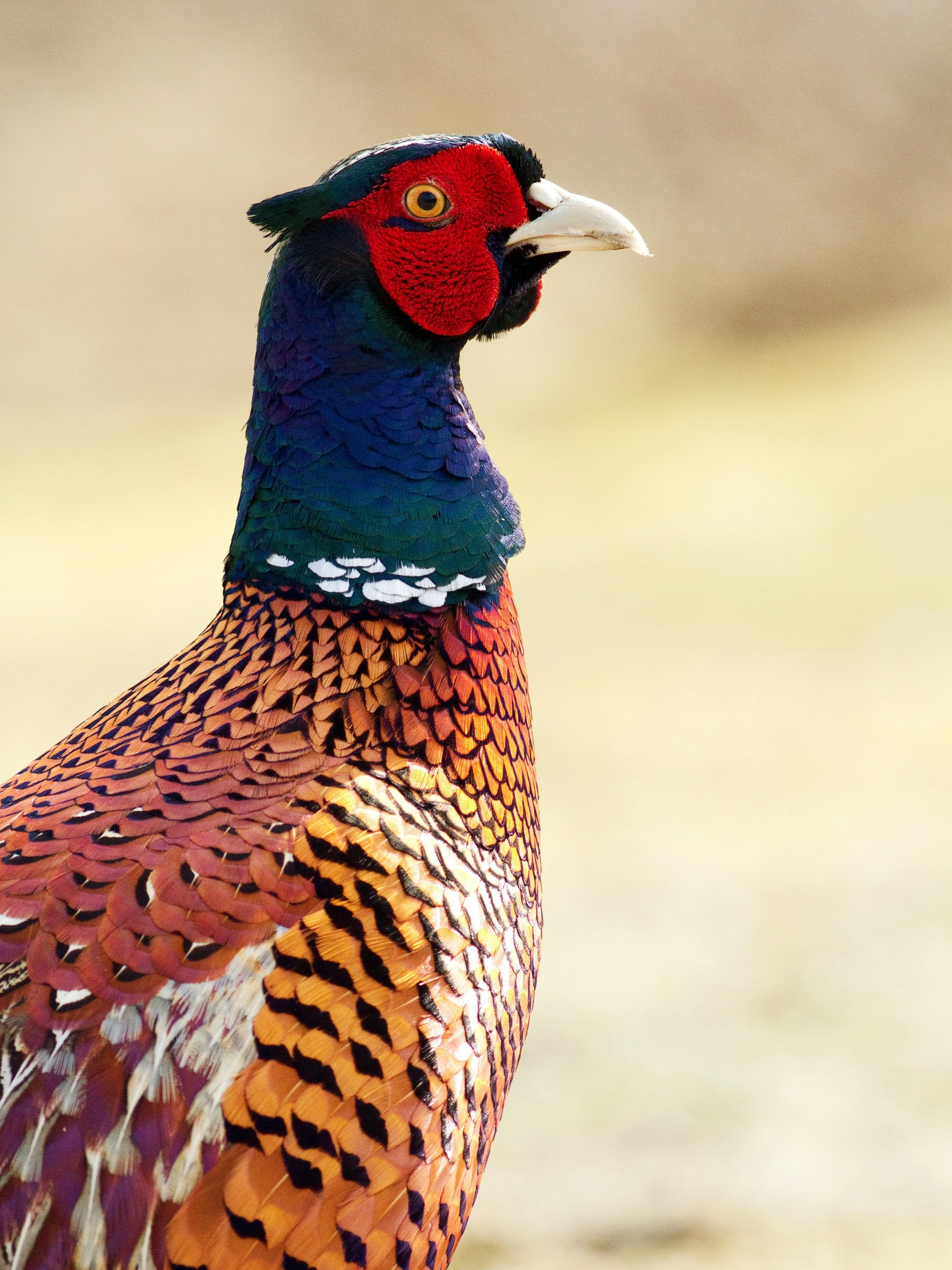 an ornately colored bird standing in a grassy area