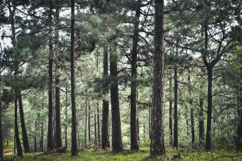 tall pine trees growing in a forest on a hill