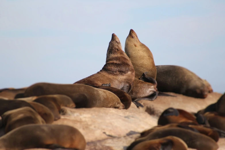 some very cute animals laying on top of rocks