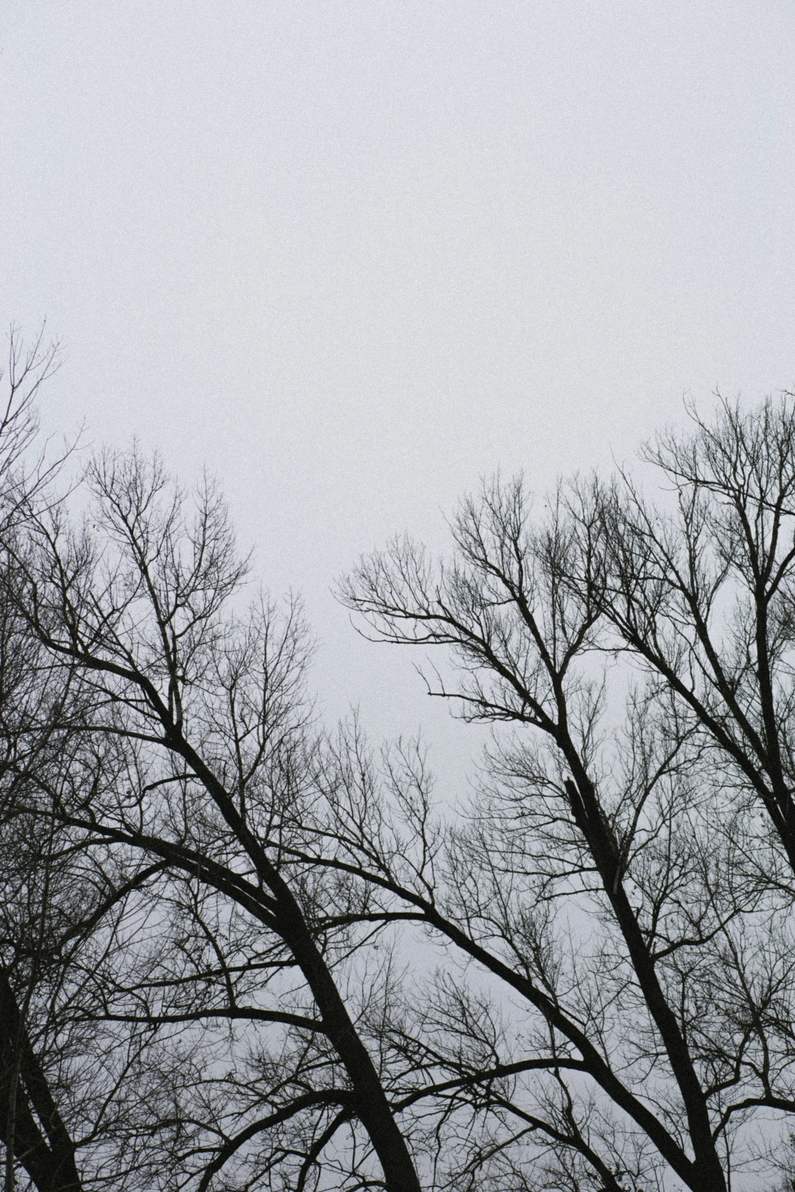 black and white image of the trees against a gray sky