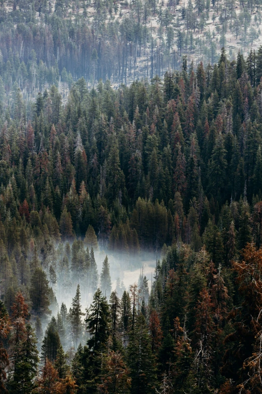 fog hovering over the top of a large tree forest