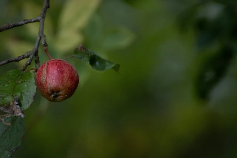 a red apple is on a nch and leaves