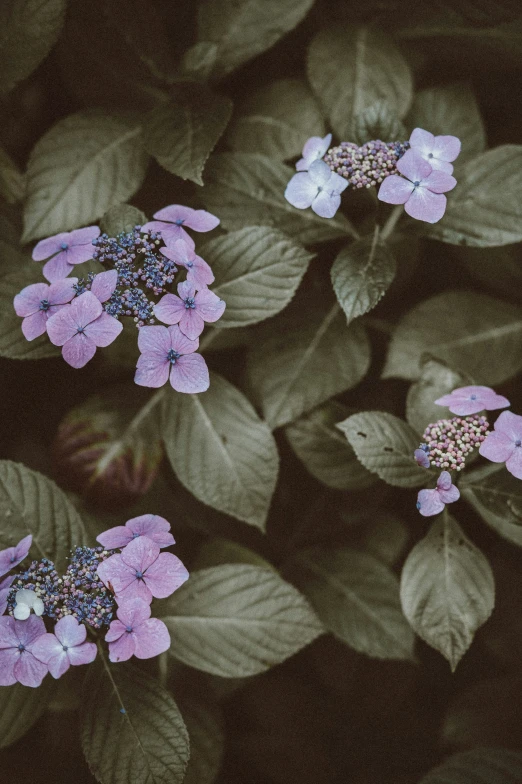 two flowers are blooming next to a leafy tree