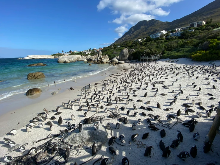 several birds are on the beach next to the ocean