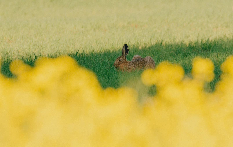 a bird is standing in the tall grass