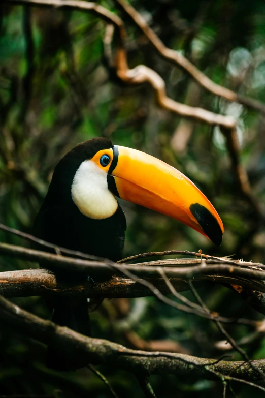 a close up of a bird on a tree nch