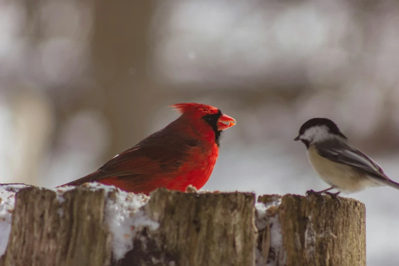 two small birds sit on a tree stump in winter