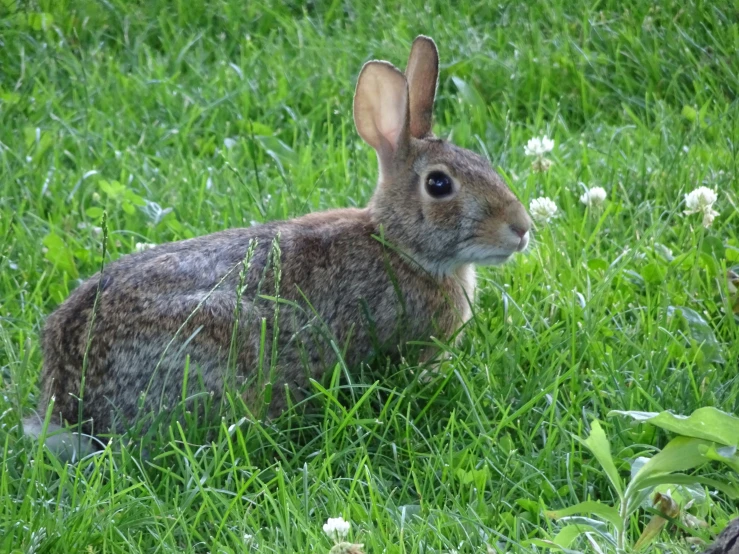 a rabbit sitting in the grass with flowers around its neck