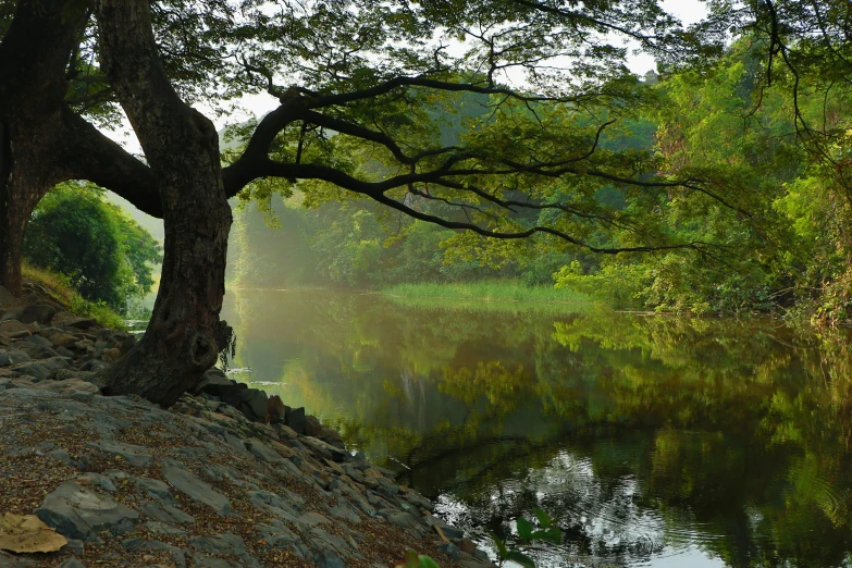 trees are near the water by a rock