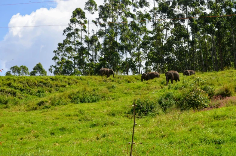 a small herd of elephants walking across a grass covered field