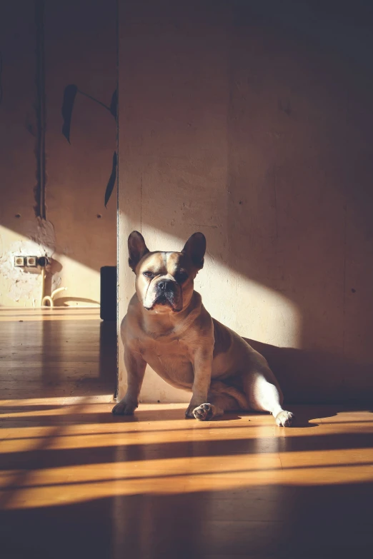 a brown french bulldog sitting in the sun