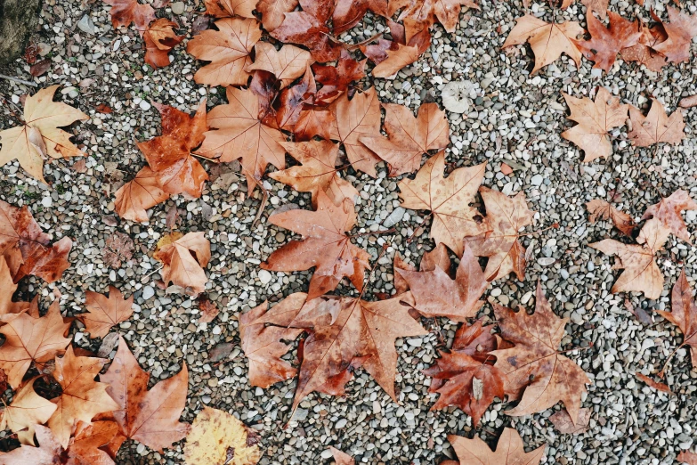 brown leaves fall over a ed surface to the side