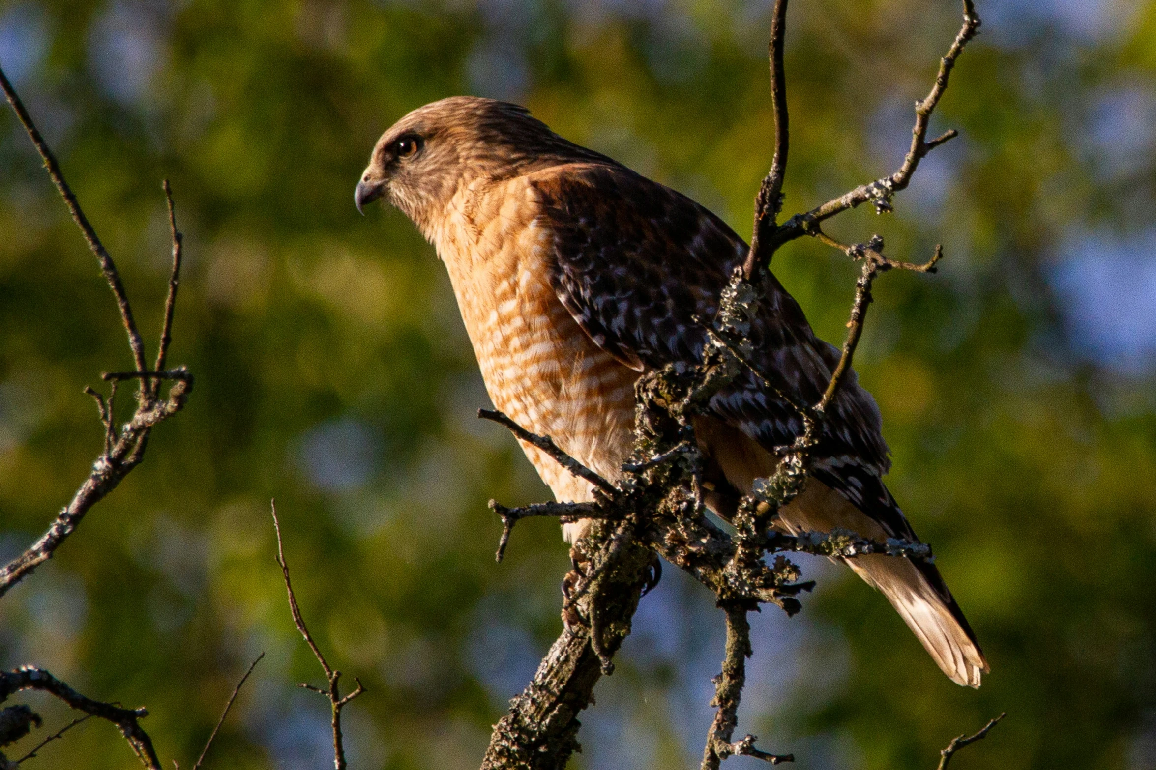 a bird perched on top of a bare nch