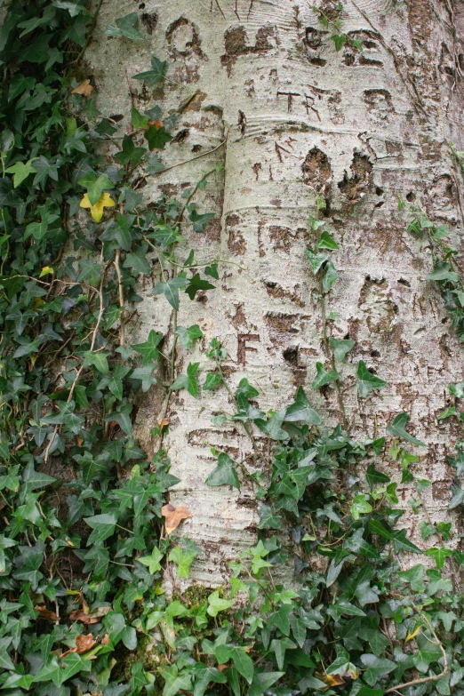 close up of an animal face carved into the bark of a tree