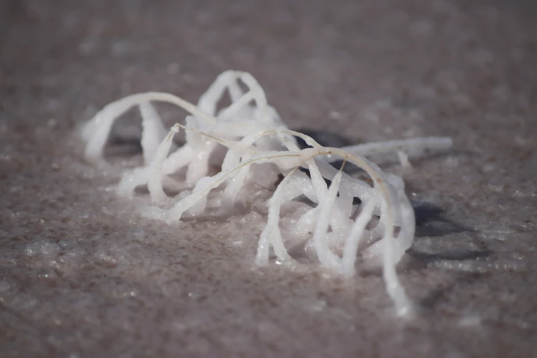 a plant sprouts out of the ground with little water