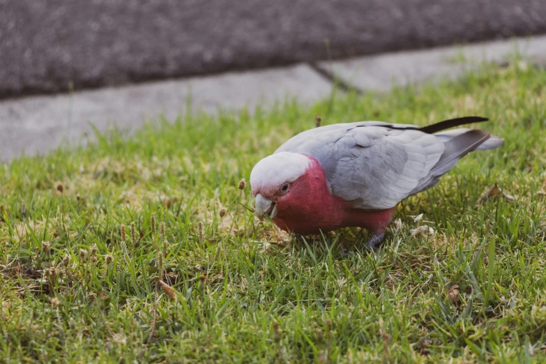 a small bird is walking on grass next to a street