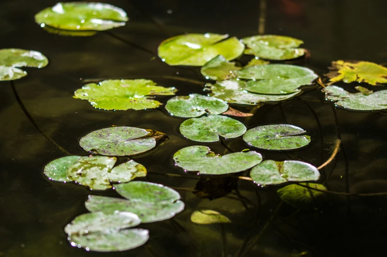 small lily leaves sitting on a pond