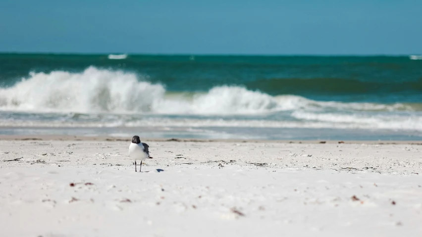 two seagulls stand on the beach with waves crashing in front of them