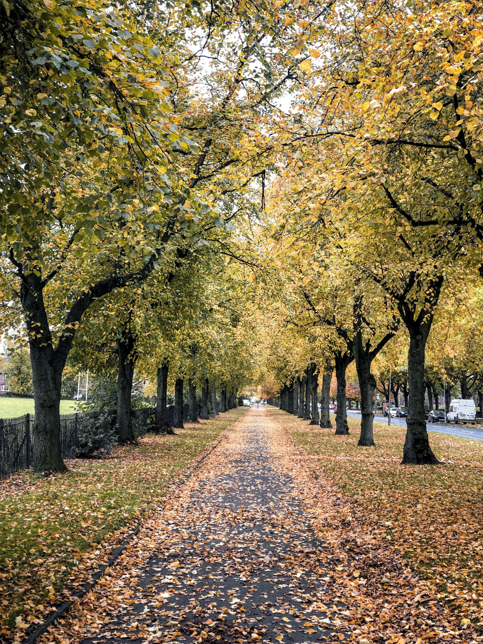 there is an empty road with trees and leaves all around