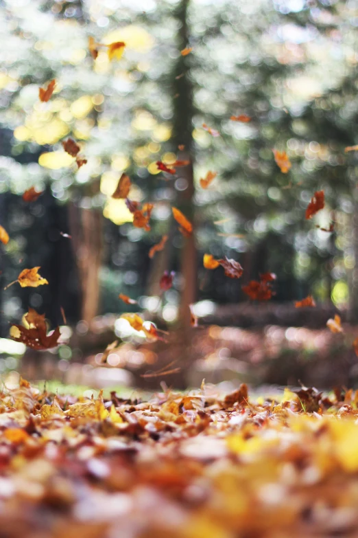 the yellow leaves in the woods look like they are falling