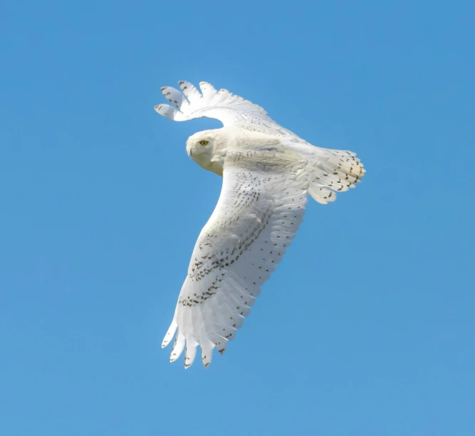 an owl soaring in the blue sky on its hind legs