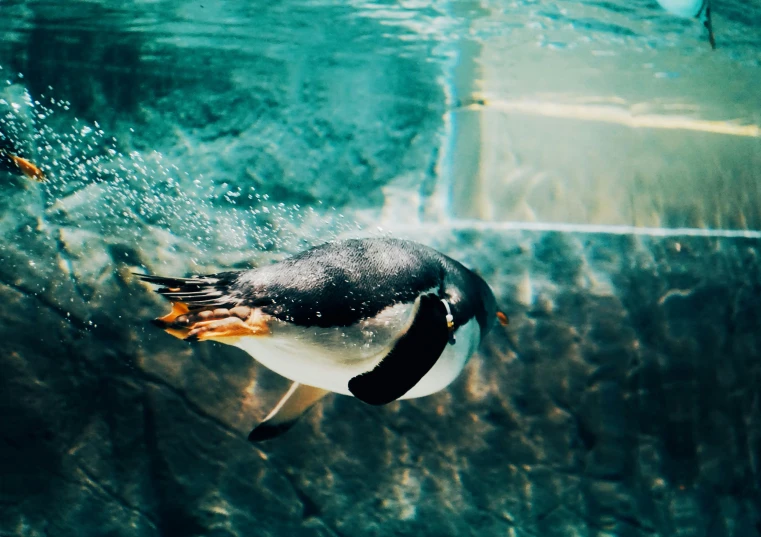 a penguin swims in the water and looks into the distance