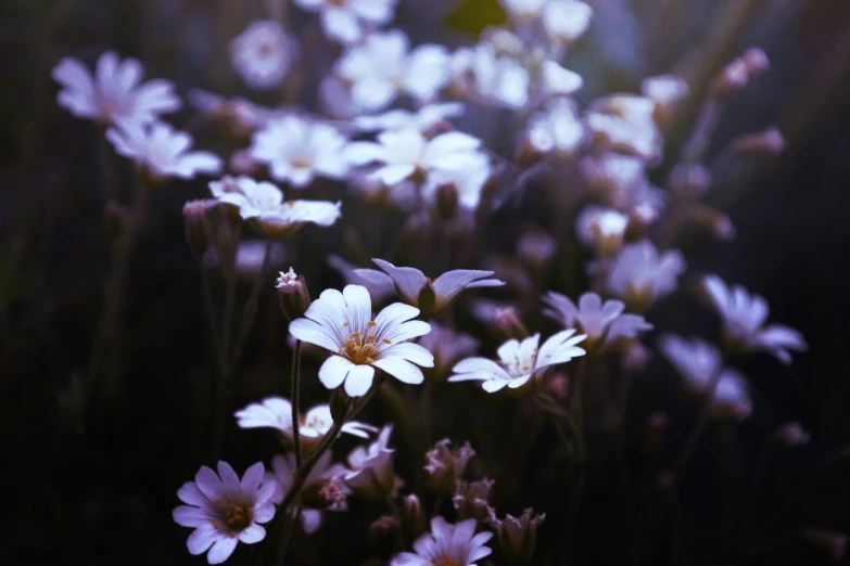 this is a field full of daisies on a sunny day