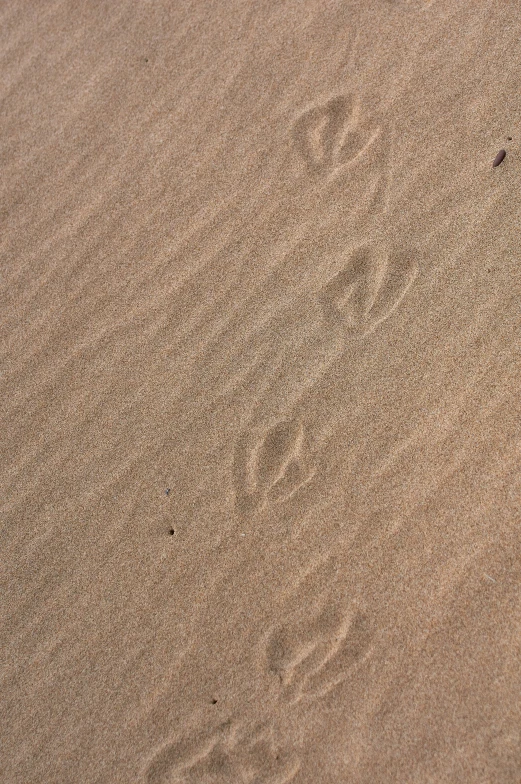 footprints left in the sand that are on a beach