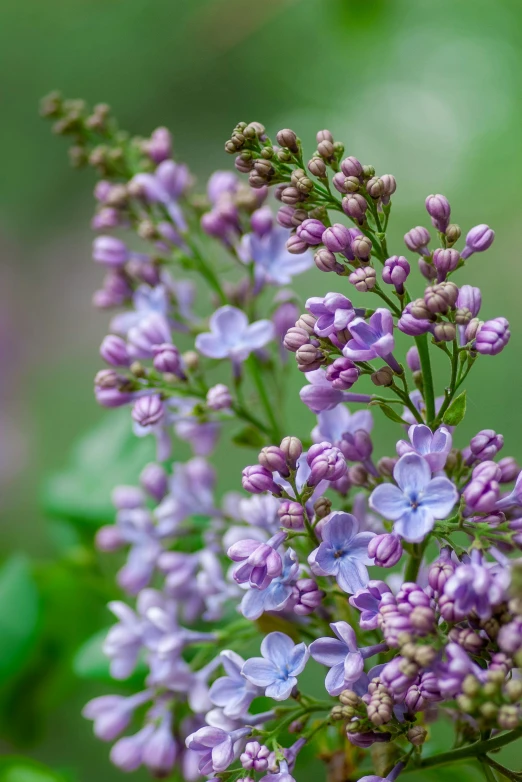 close up of flowers and foliage on green leafy surface