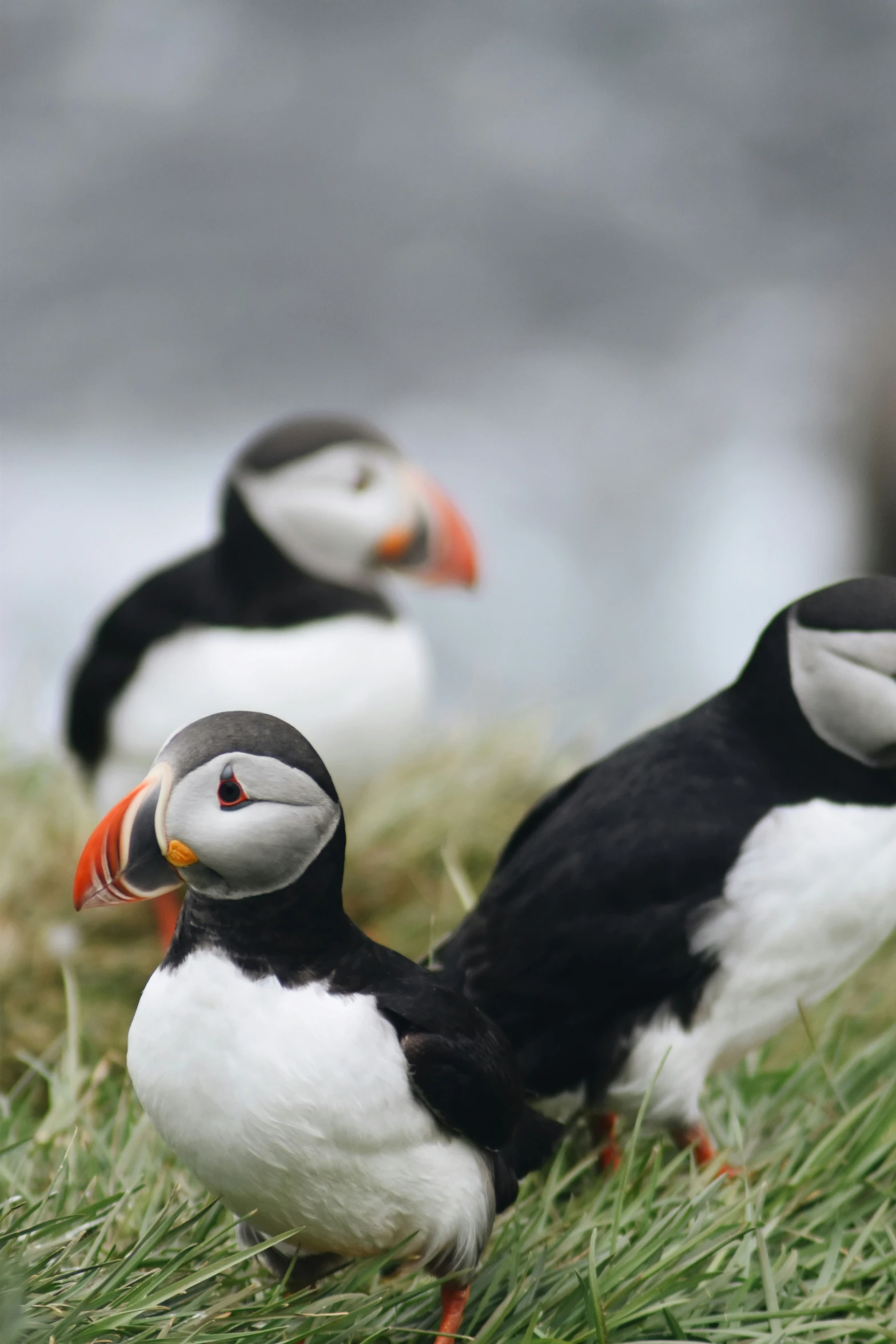 three black and white birds stand in the grass