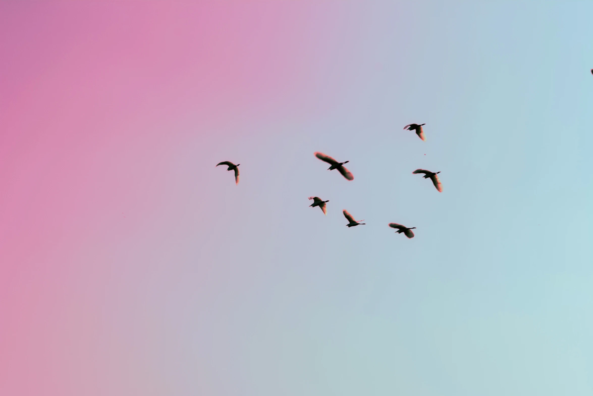 birds are flying through the sky during a sunny day