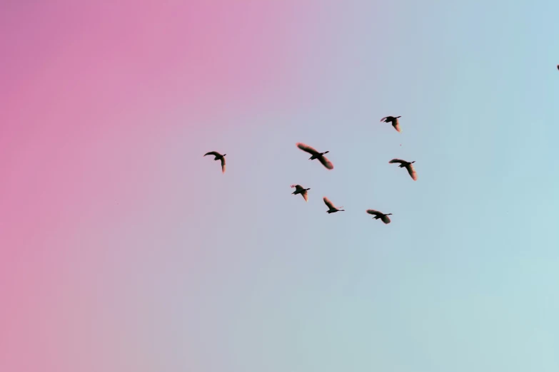 birds are flying through the sky during a sunny day