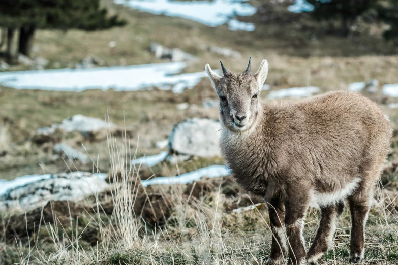 the goat has long horns and looks forward