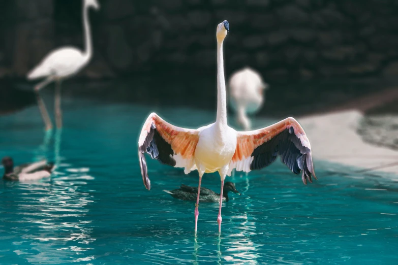 a pink and white bird spreading its wings in water